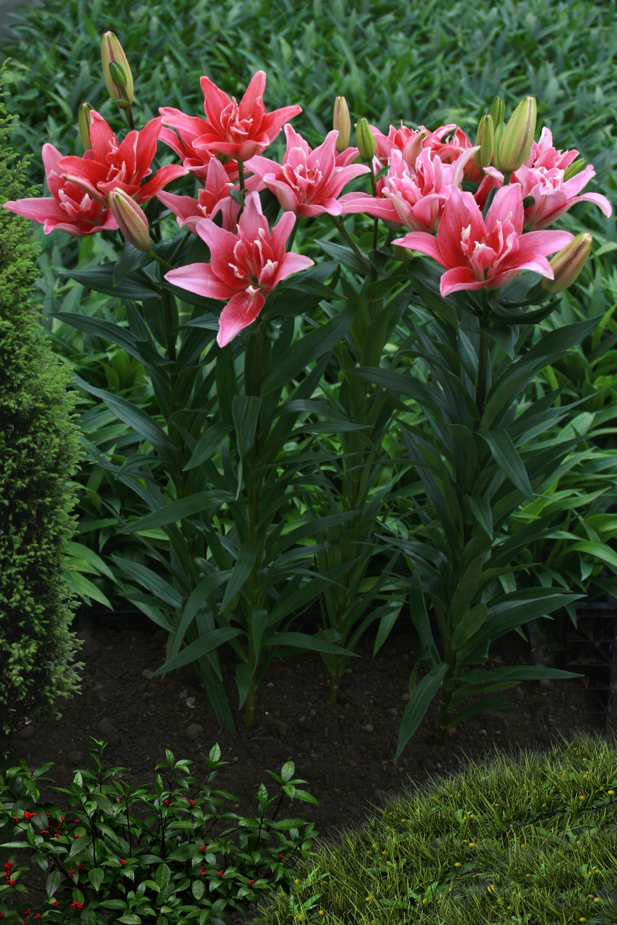 Double Lady lily bulb